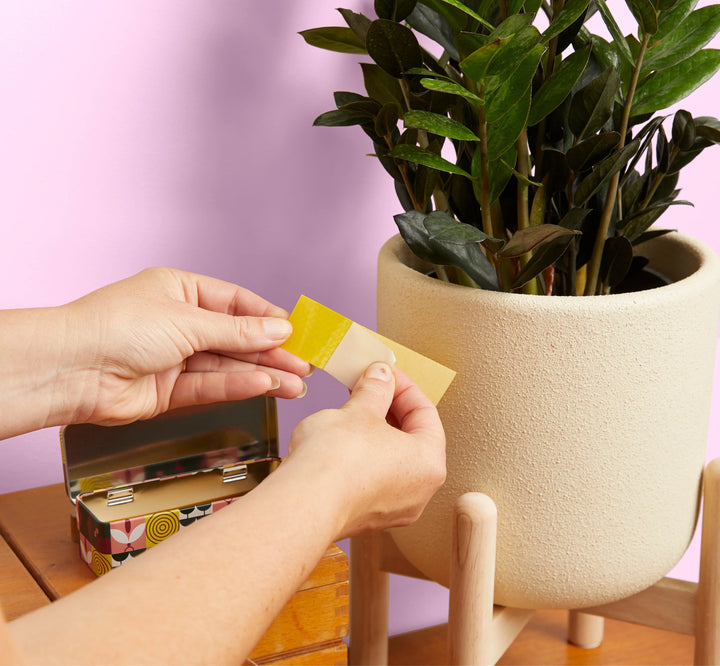 Fungus Gnat Sticky Traps