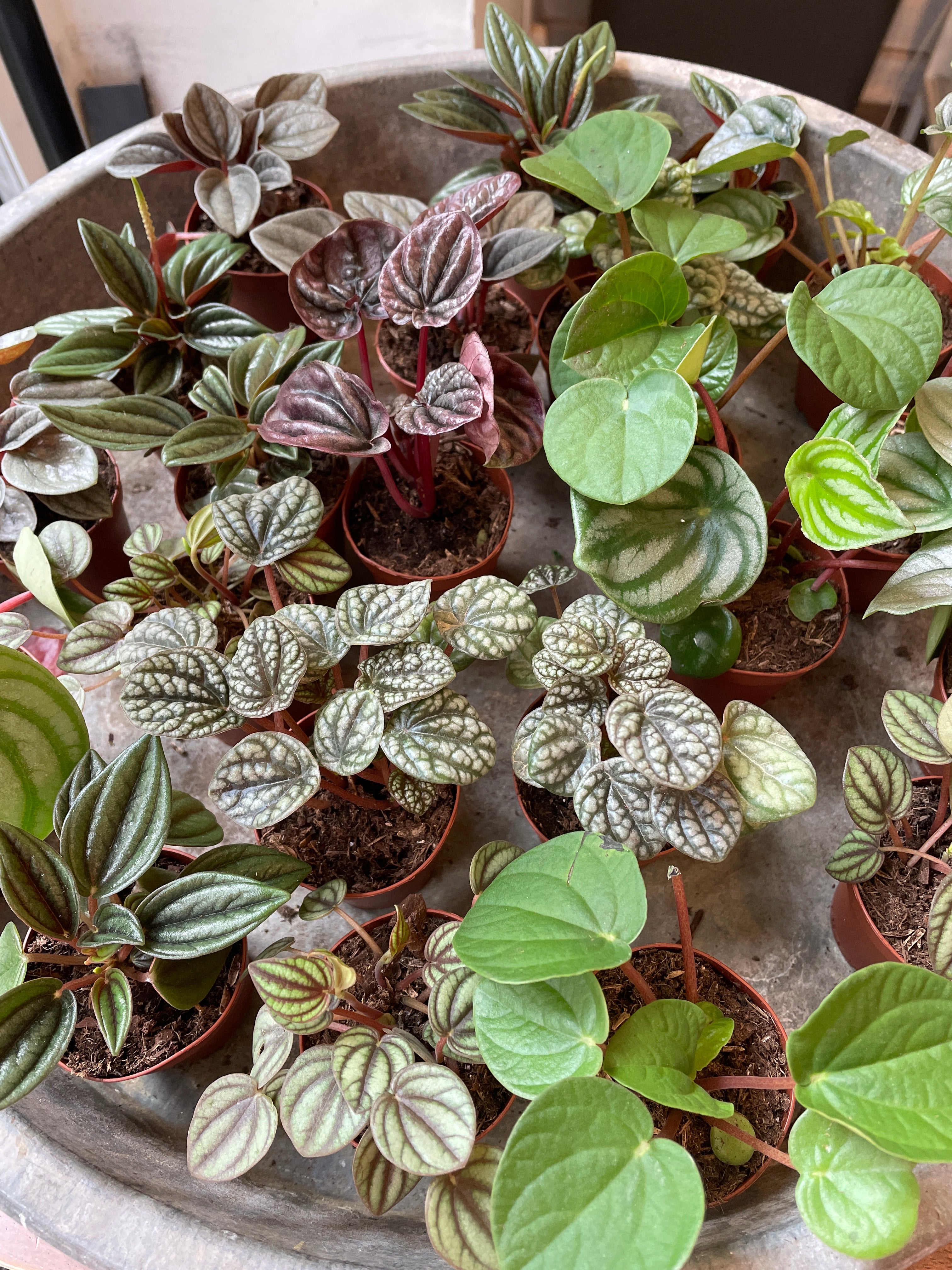 Peperomia Assortment - Thumbnail 5