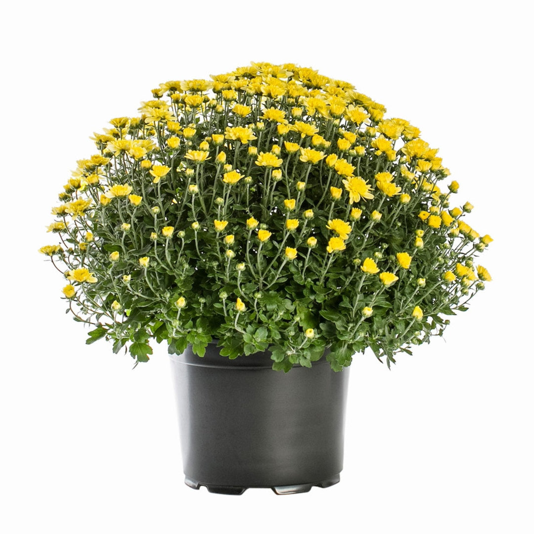 Garden Mums