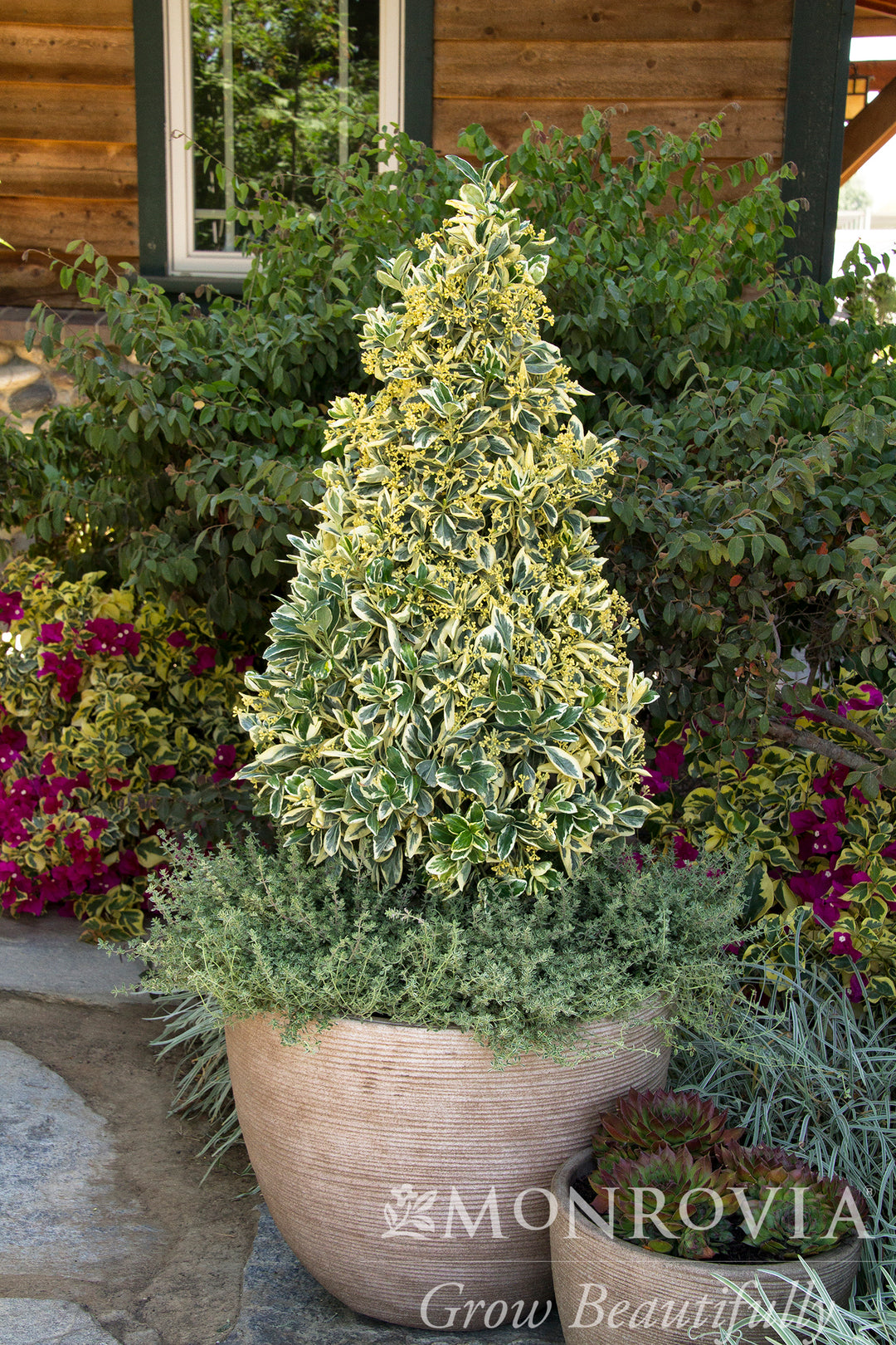 Silver King Euonymus