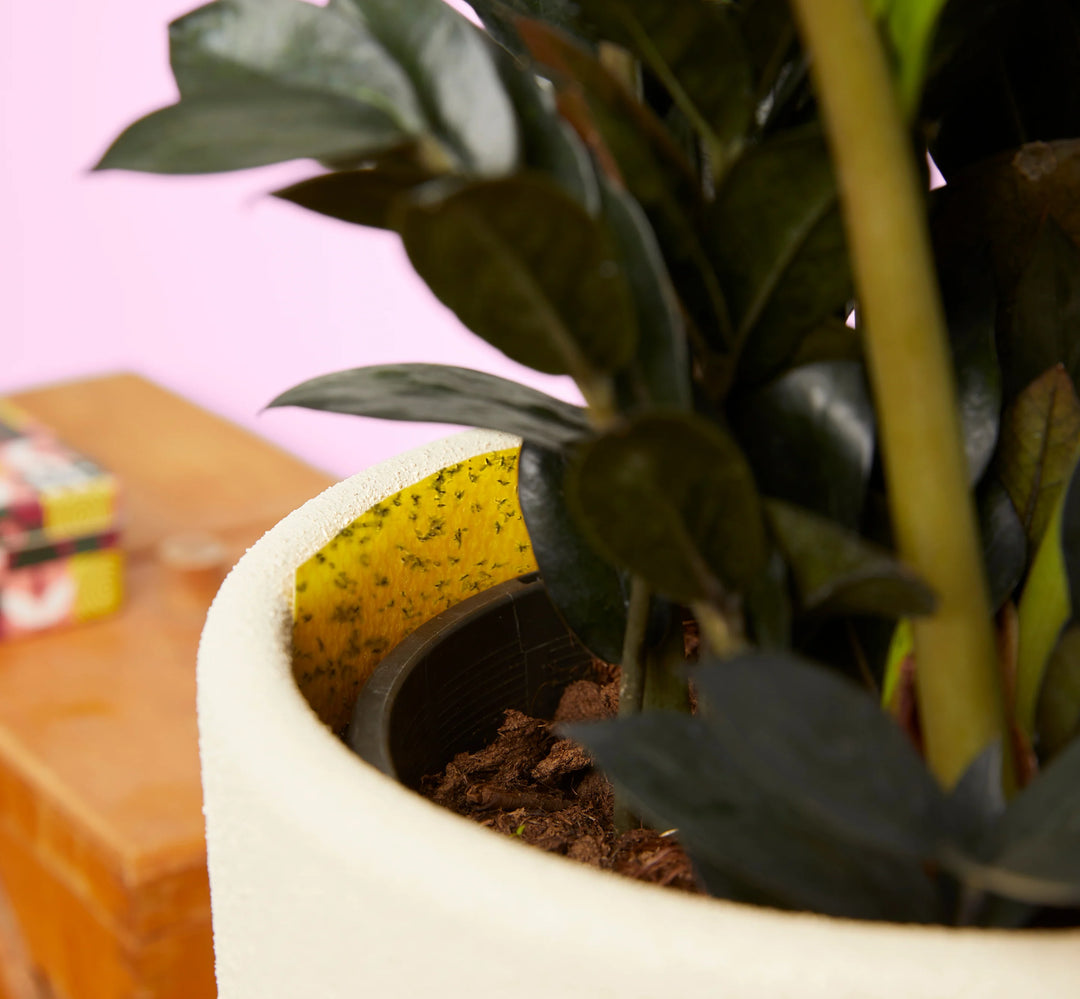 gnat traps for indoor plants Fungus Gnat Sticky Traps – The Old Yew Plant Shop