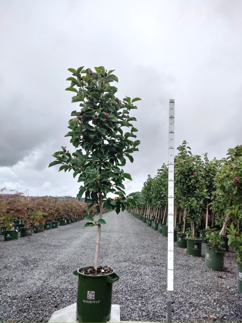 Genie Magnolia