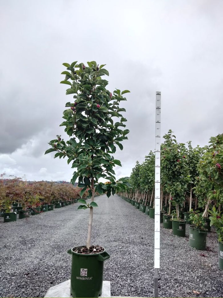 Genie Magnolia