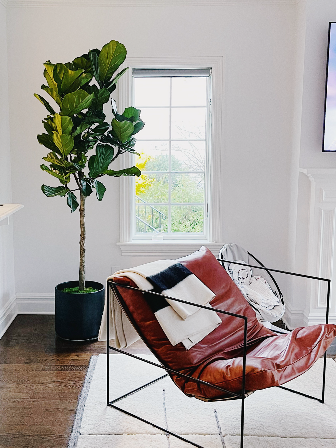 Fiddle Leaf Fig