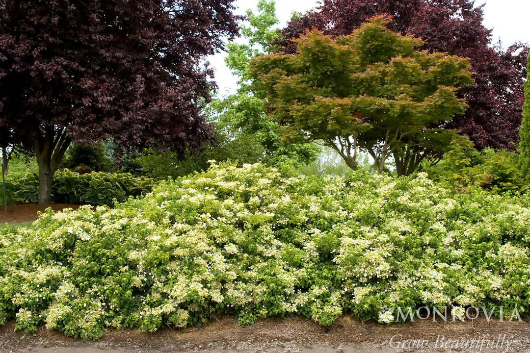 Climbing Hydrangea