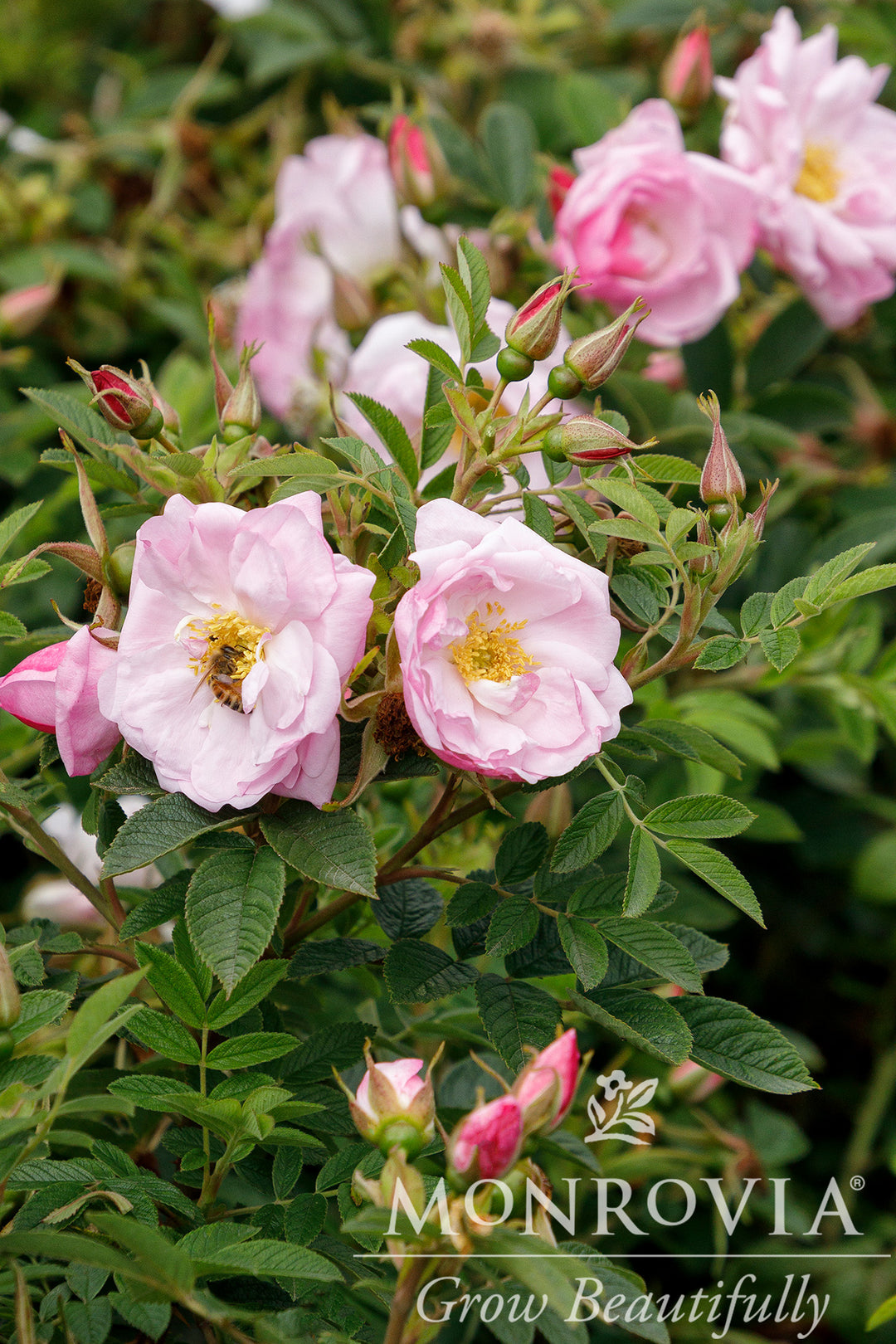 Seaside Swirl Blush Rugosa Rose