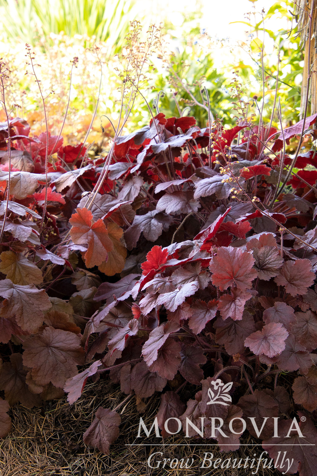 Northern Exposure™ Red Heuchera