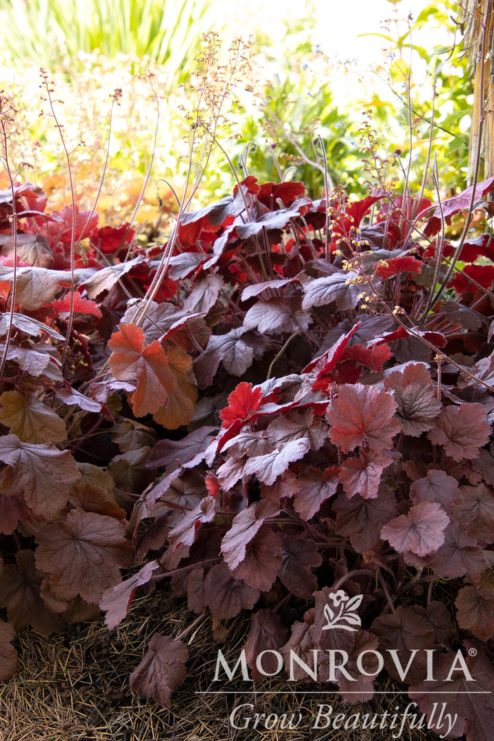 Northern Exposure™ Red Heuchera