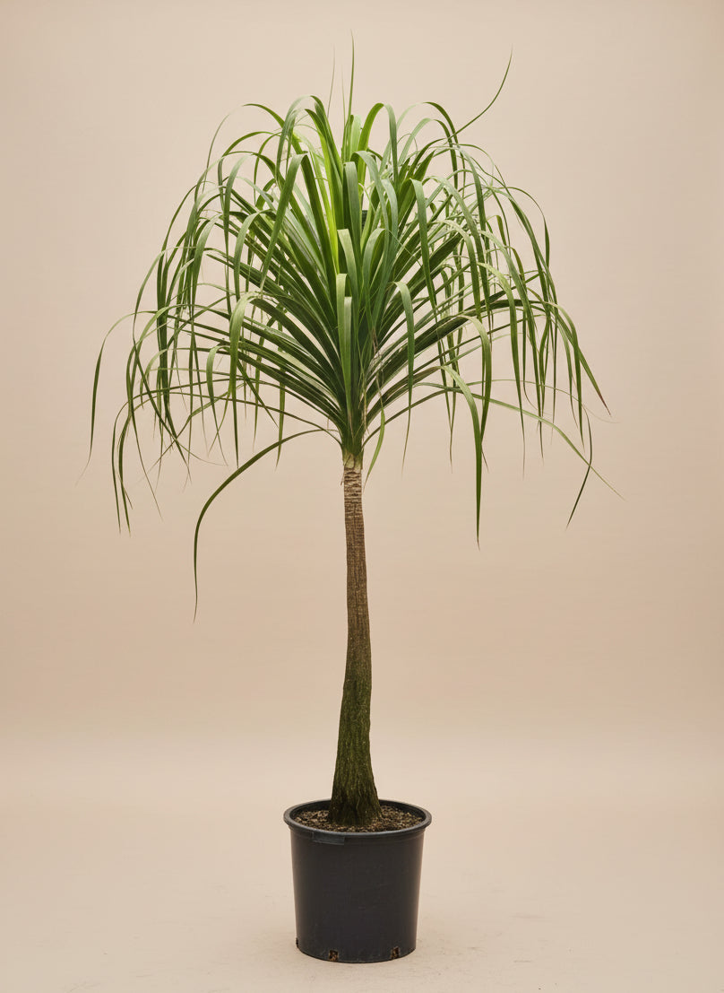 Ponytail Palm - Thumbnail 2