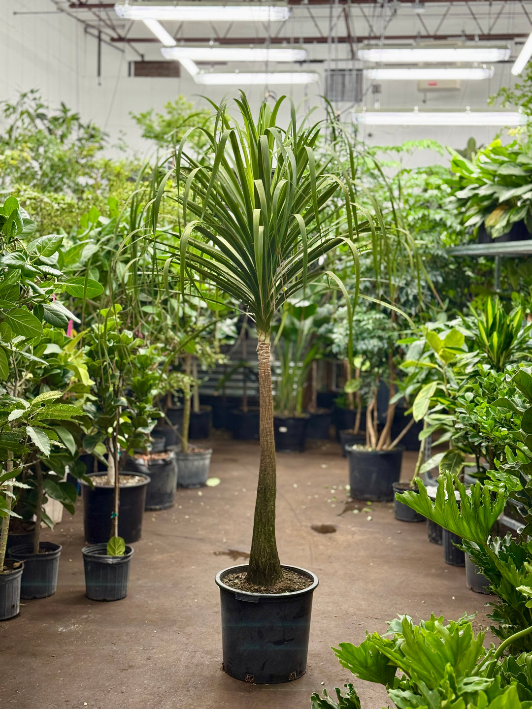 Ponytail Palm