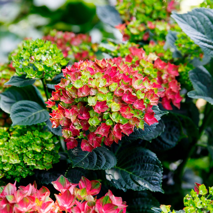 Hydrangea 'Rosso Glory'