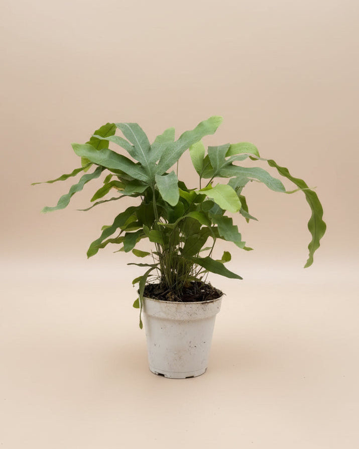 Blue Star Fern
