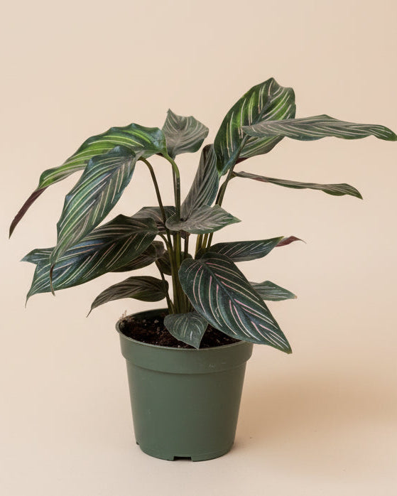 Calathea 'Beauty Star'