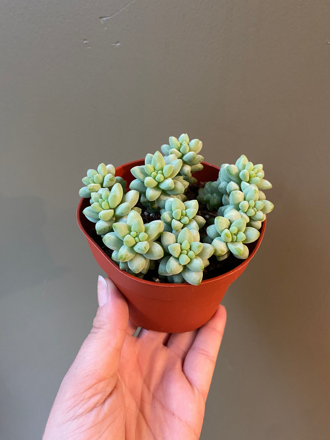 Donkey's Tail Succulent