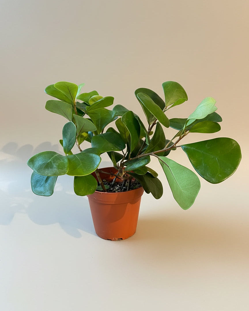 house plant with triangular shaped leaves Ficus Triangularis – The Old Yew Plant Shop