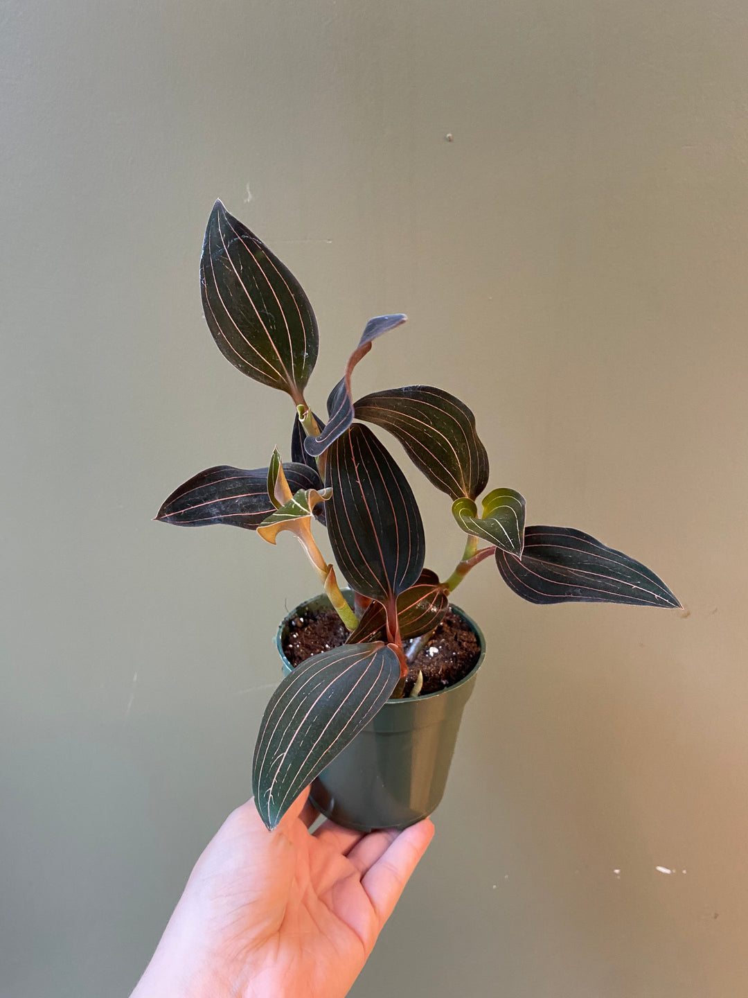 Jewel Orchid