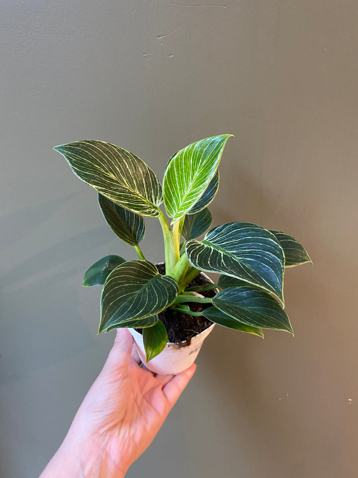 Philodendron Birkin