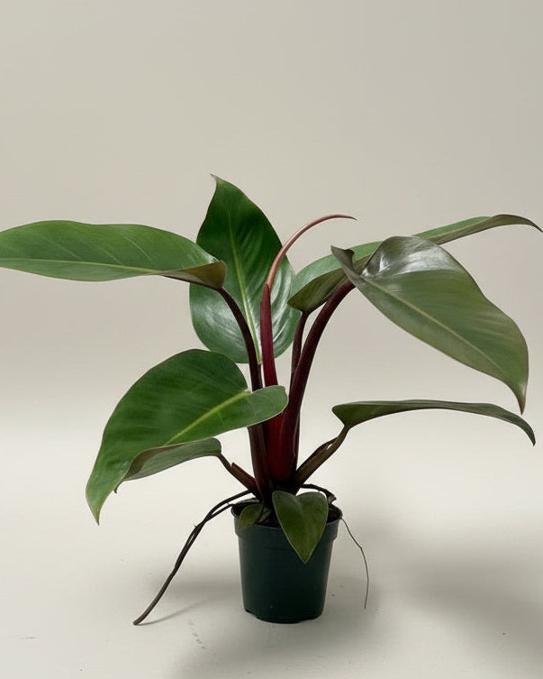 The Old Yew Plant Shop Philodendron Rojo Congo