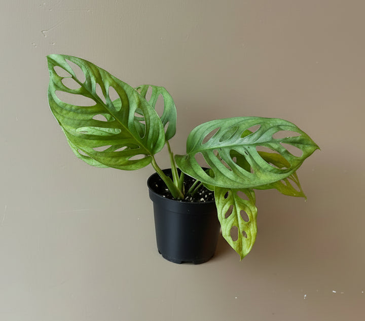 Monstera Adansonii