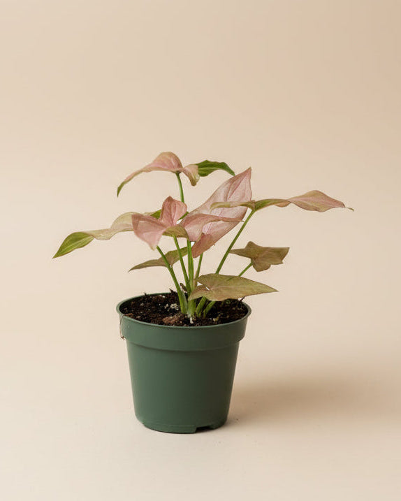 Syngonium 'Pink Perfection'