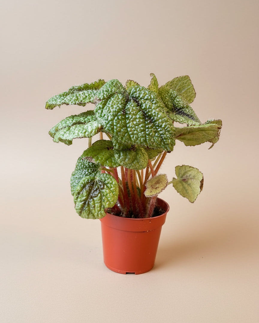 Begonia 'Iron Cross'