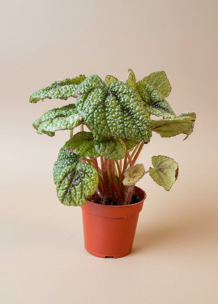 Begonia 'Iron Cross'
