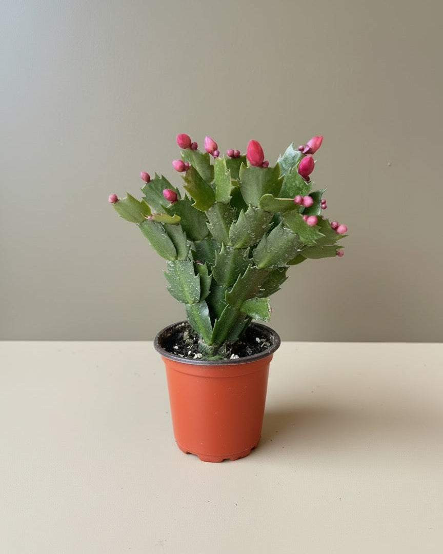 Christmas Cactus