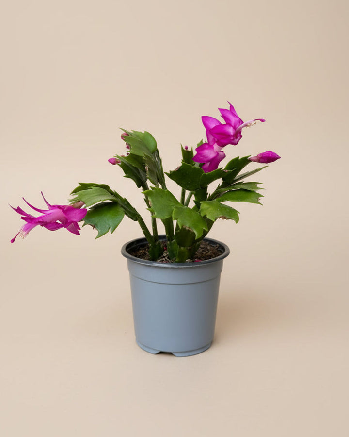 Christmas Cactus