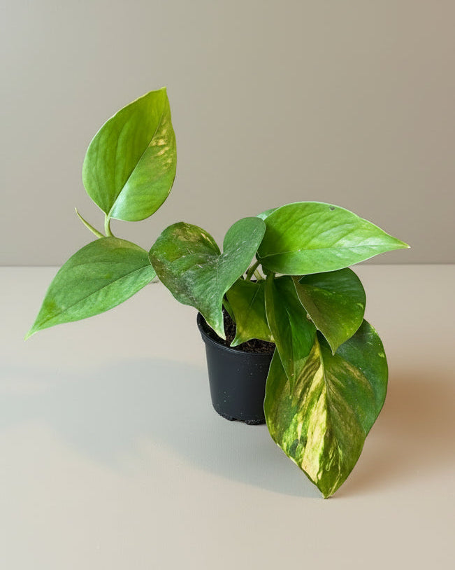 The Old Yew Plant Shop Pothos - Thumbnail 4