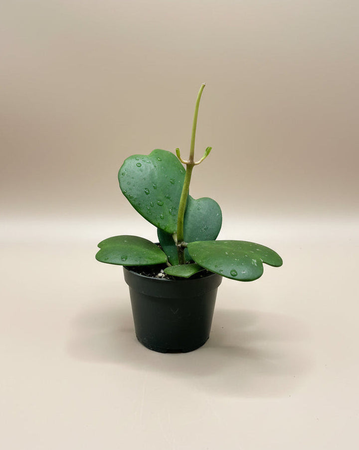 Hoya Kerrii w/ Node
