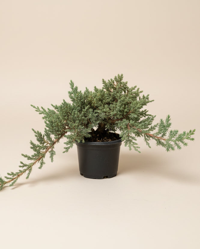 Juniper Bonsai