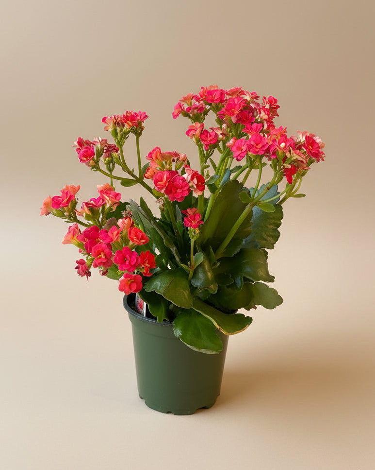 Kalanchoe