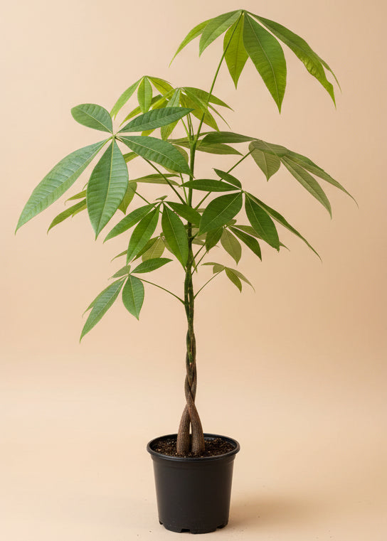 Money Tree - Thumbnail 5