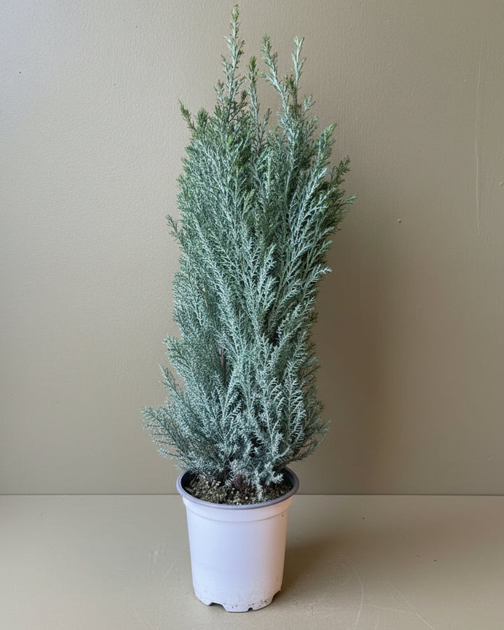 Moonlit Cypress