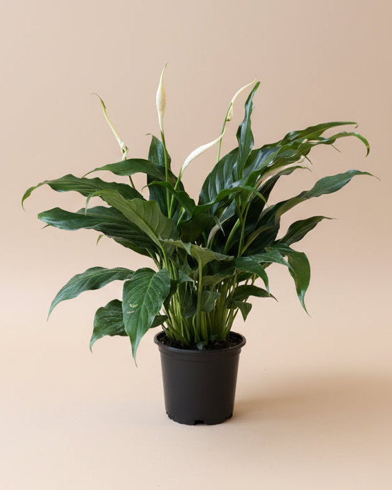 Peace Lily