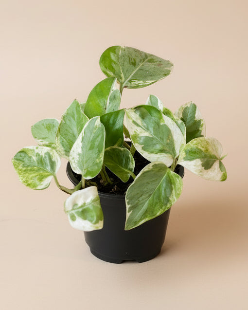 Pothos Pearls and Jade