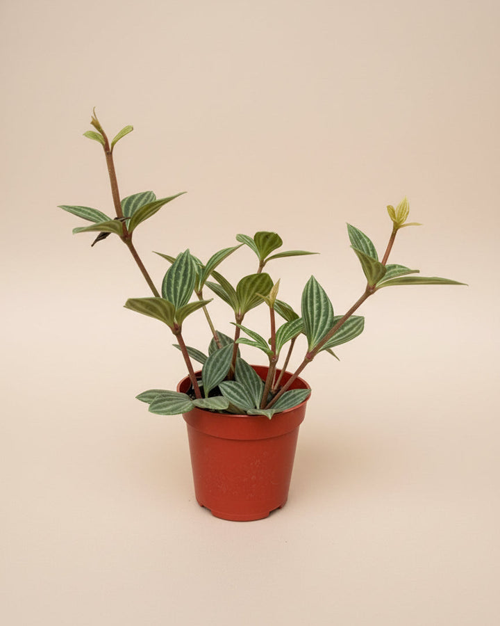 Peperomia