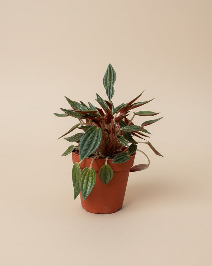 Peperomia