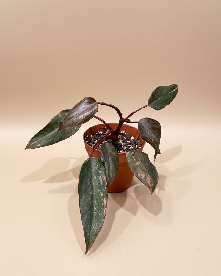 Philodendron Pink Princess