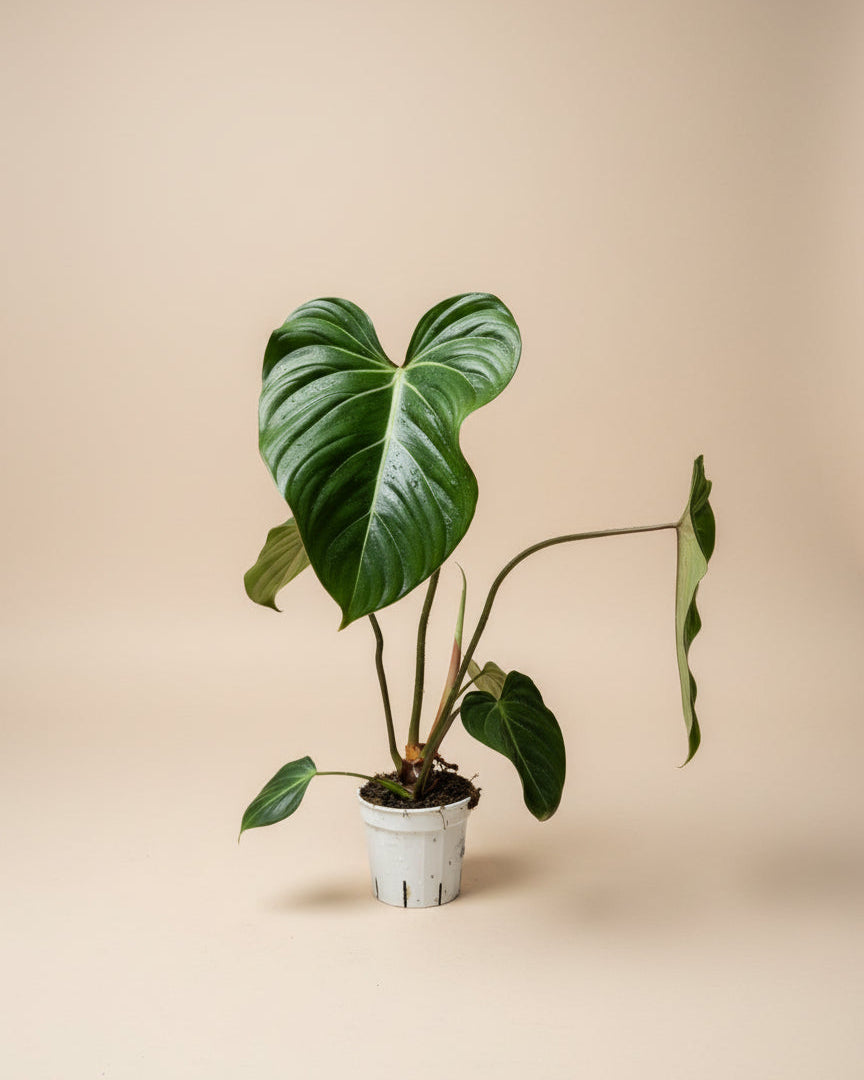 Philodendron Gloriosum