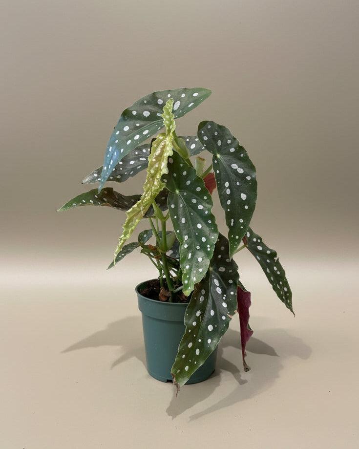 Polka Dot Begonia