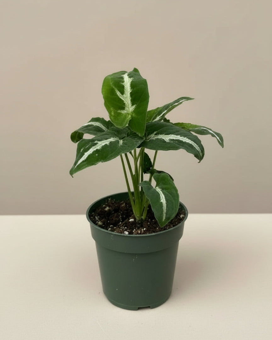 The Old Yew Plant Shop Syngonium Wendlandii - Thumbnail 2