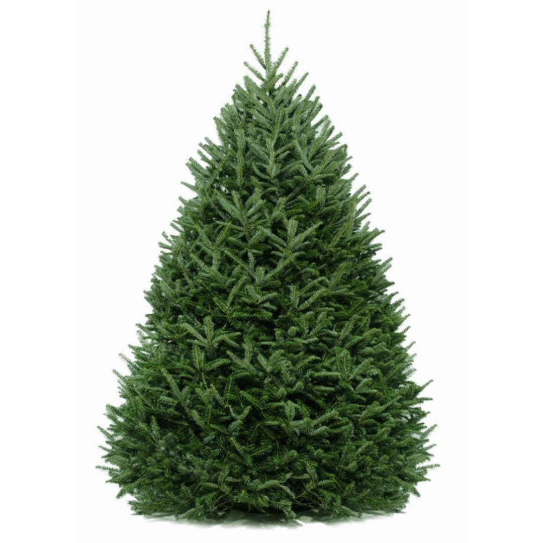 6 Ft. Fraser Fir Tree (Live Cut)