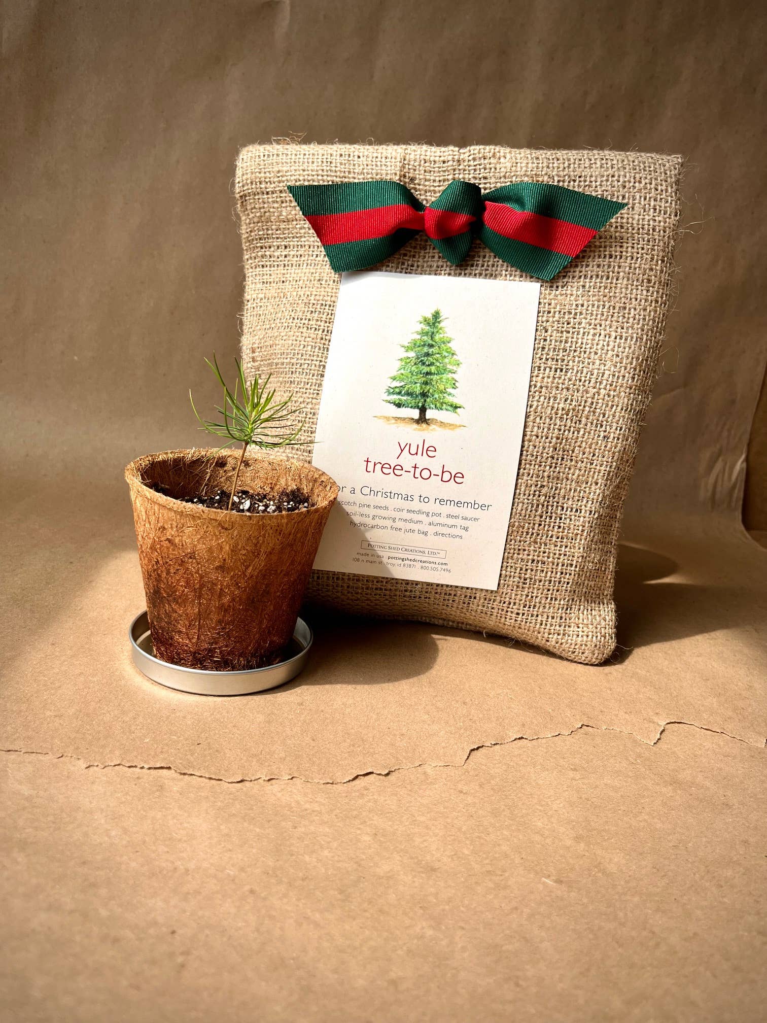 Christmas Tree to Be Grow Kit - Thumbnail 3
