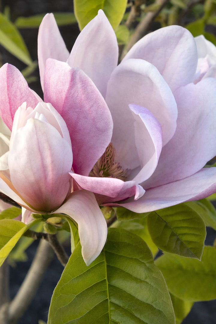 Rose Marie Magnolia