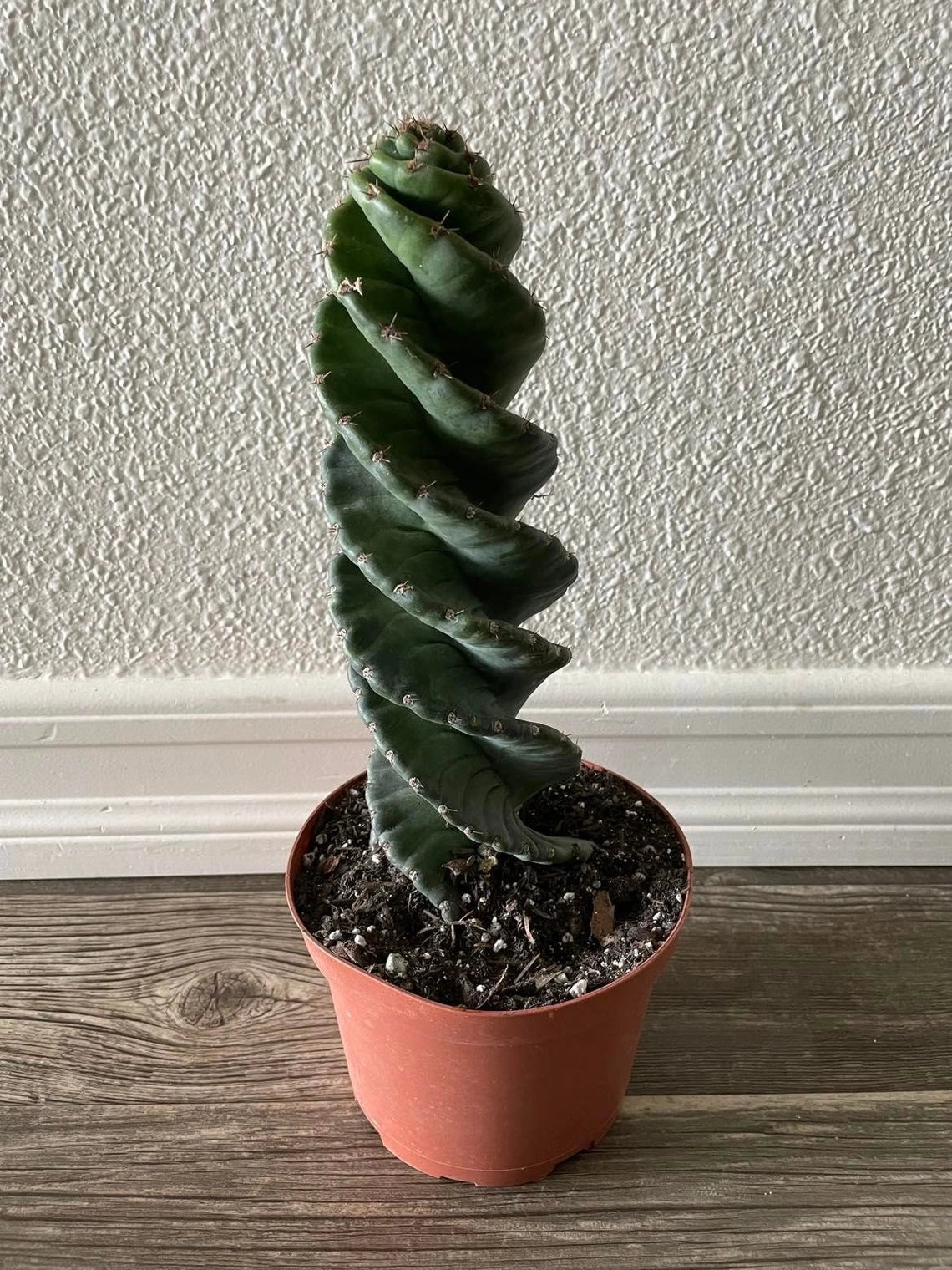 Spiral Cactus