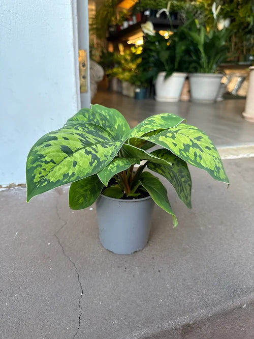 Homalomena 'Camouflage'