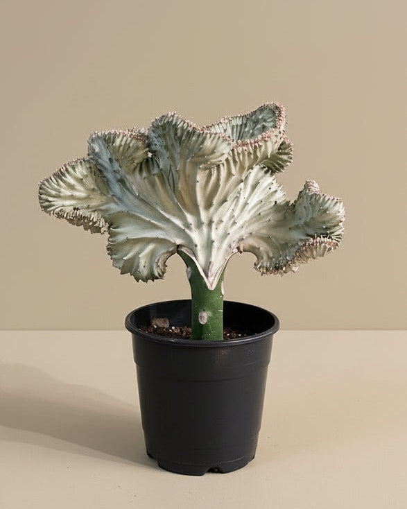 Euphorbia Lactea 'Mermaid Tail'