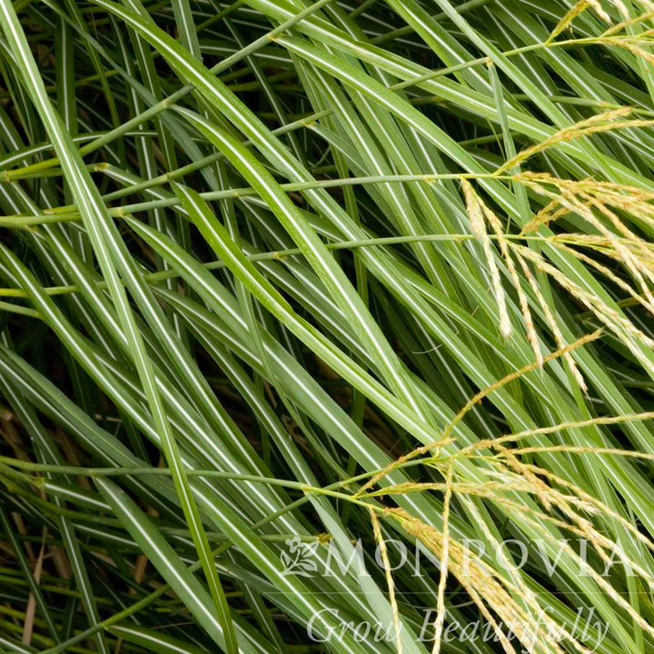 Dwarf Maiden Grass