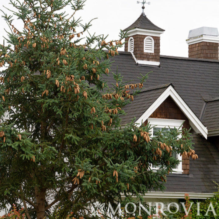 Norway Spruce
